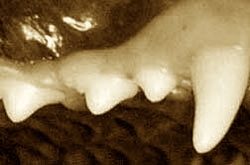 ЗУБЫ